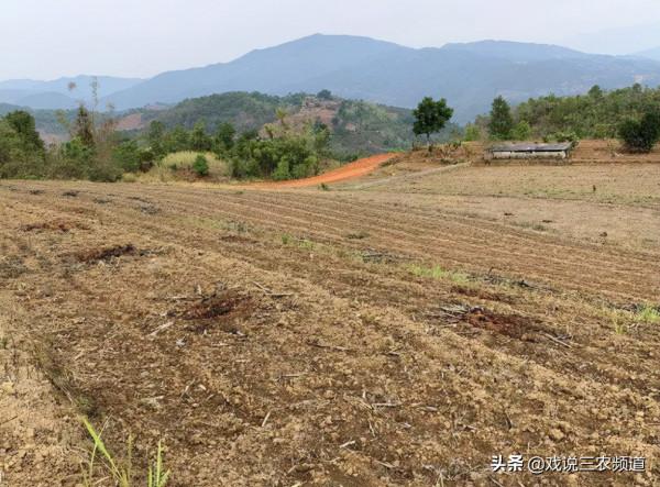 “2拆4禁”落地！農村土地或迎又一輪嚴查！查到就罰！絕不姑息