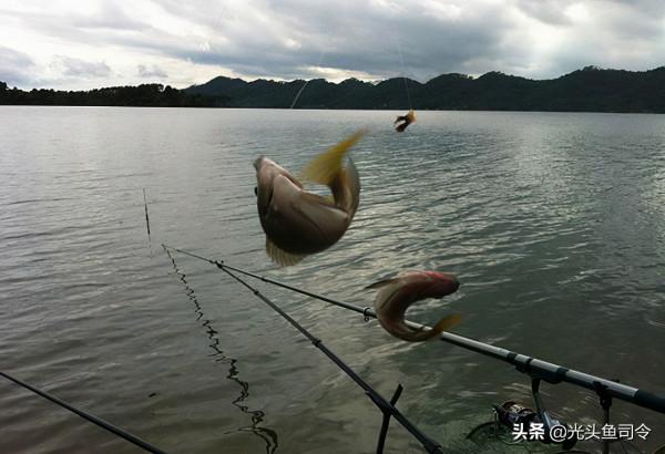 收費水庫青魚、草魚都能釣，為何不能釣鰱鱅？難道是老闆玩不起？