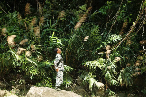 「邊疆時空」海南熱帶雨林護林員:穿行在大山深處的“守護者” 「邊疆時空」海南熱帶雨林護林員:穿行在大山深處的“守護者”