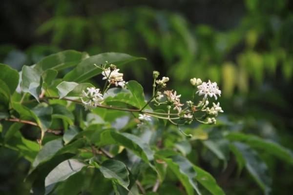 花如白玉也如霞——七子花 花如白玉也如霞——七子花