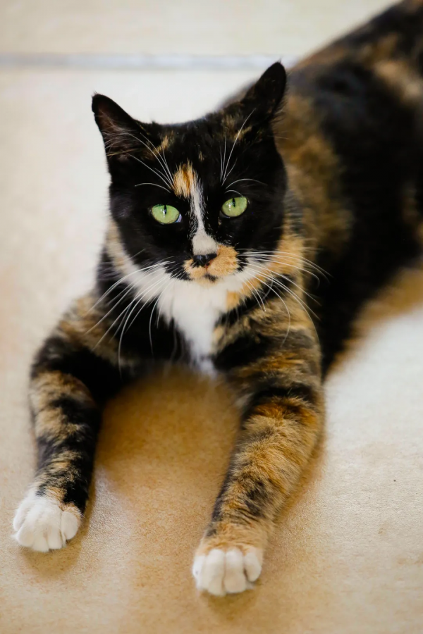 天團連連看，你的眼睛還好嗎？