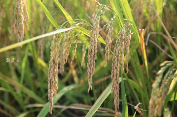 江西弋陽旭光幸福村，家家住洋房戶戶領工資，風景如畫少有人知