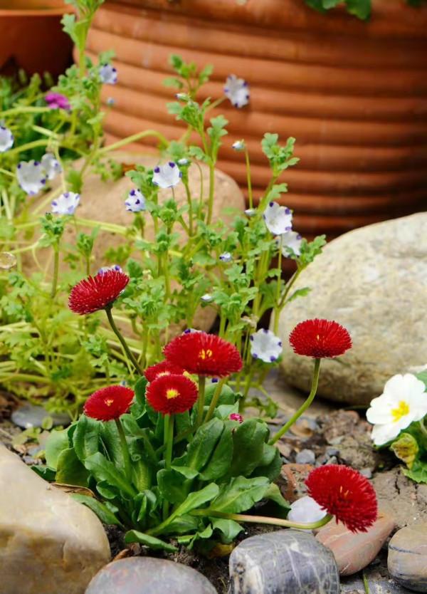 陽臺小？空間不夠？1個小招，讓你的家秒變私家花園