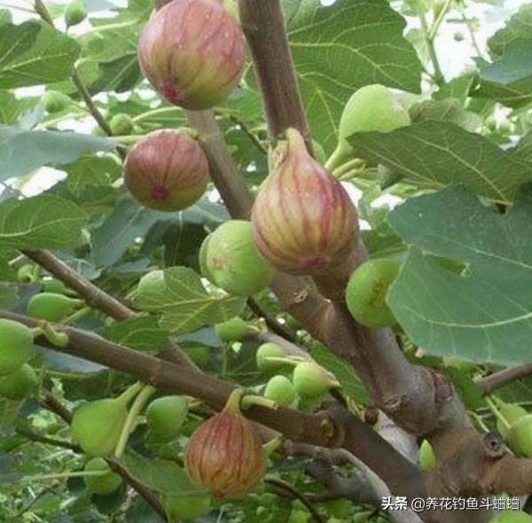 陽臺也能養無花果，注意這三點，蹭蹭冒芽，咕嚕咕嚕結碩果