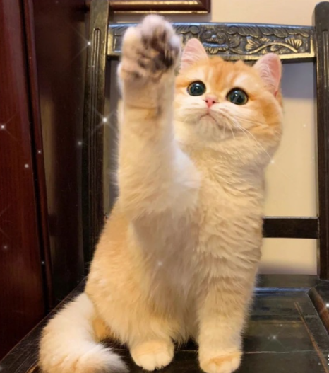 英短貓為什麼這麼火?過來人告訴你,養的那叫一個省心 英短貓為什麼這麼火?過來人告訴你,養的那叫一個省心