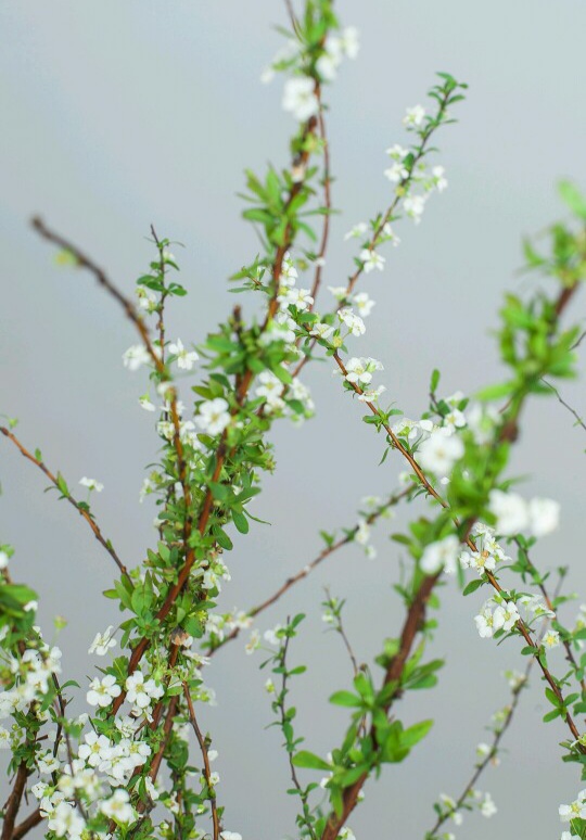 20種年宵花,高階又大氣,吉祥還旺財,現在買最便宜 20種年宵花,高階又大氣,吉祥還旺財,現在買最便宜