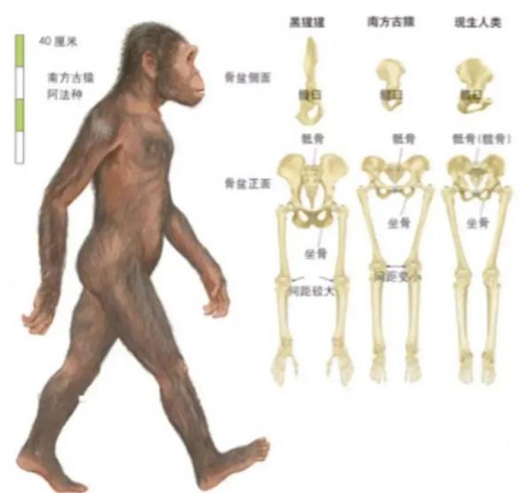 為什麼黃種人、黑種人、白種人之間沒有生殖隔離? 為什麼黃種人、黑種人、白種人之間沒有生殖隔離?