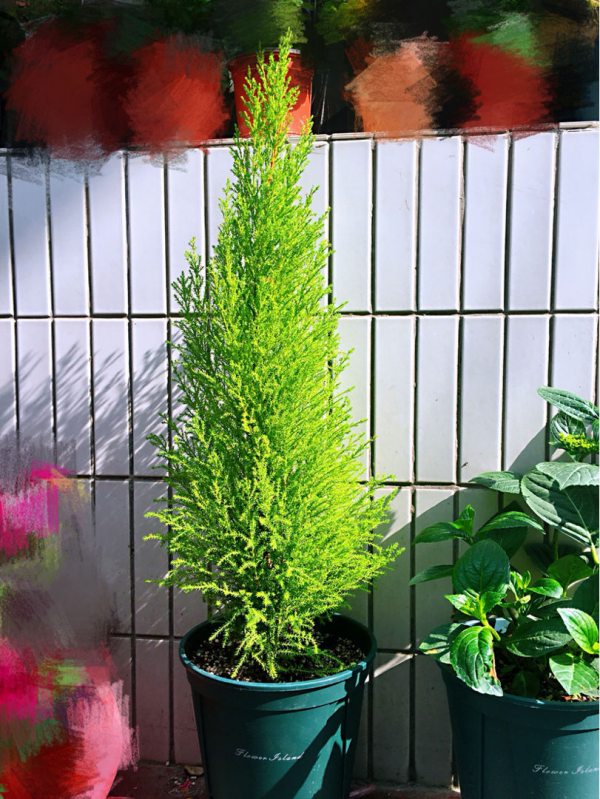 自帶檸檬味的小香松，放在家裡清新怡人，滿屋子都是高階香水味