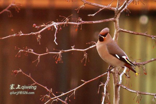 窗外的不速之客 太平鳥 冠羽後翹 宛若華美的桂冠，彰顯英武和高貴