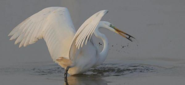 蹲守山西汾河拍國保候鳥(1) 蹲守山西汾河拍國保候鳥(1)