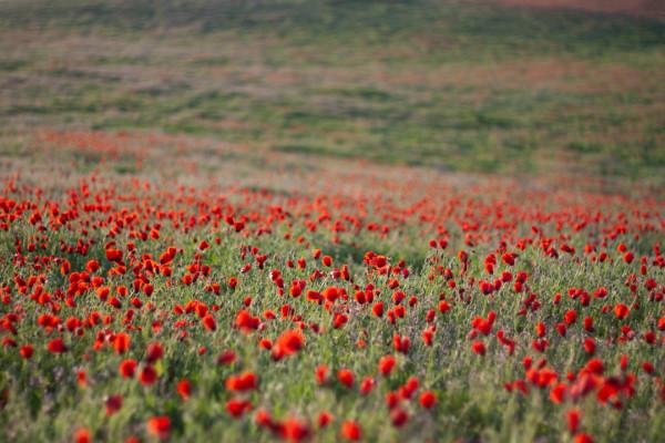 多少人的夢想!湖南姑娘用5年,在新疆禾木打造了個絕美花園 多少人的夢想!湖南姑娘用5年,在新疆禾木打造了個絕美花園