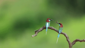 你見過“中國最美的小鳥”嗎?幸福要溢位螢幕啦 你見過“中國最美的小鳥”嗎?幸福要溢位螢幕啦