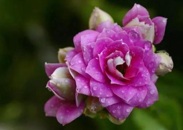 昨夜東風送小花，今朝春色樂全家