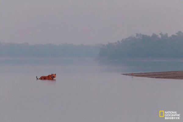 老虎不能經常洗，會掉色&lpar;shǎi&rpar;
