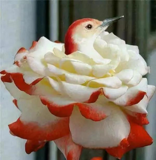 鳥的世界 鳥的天堂