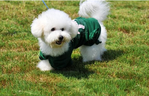 比熊犬舔主人嘴巴，其實有很多原因，不止是愛你