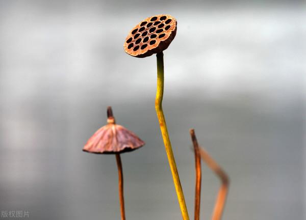 七絕·初冬雜詠(四首)