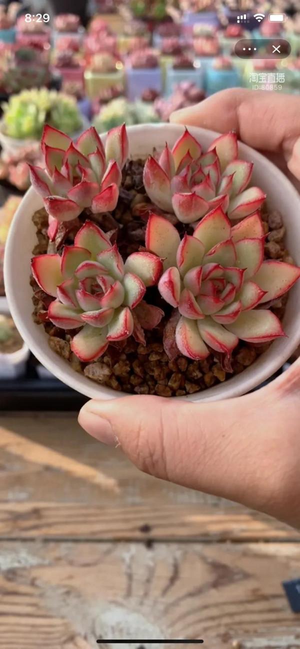 為多肉瘋狂的程度應該就是，買買買，種種種了吧