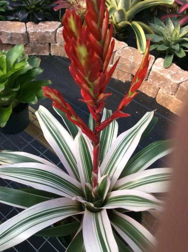 花亦草來草亦花 花亦草來草亦花