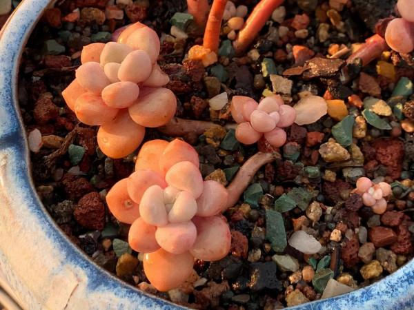 桃蛋加勞爾等於洛神，容易養成老樁，出狀態時顏色橙黃真漂亮