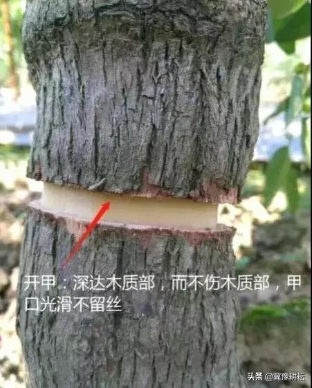 俗話說：“果樹割一刀，產量翻倍高”，是何道理？啥時候割好？