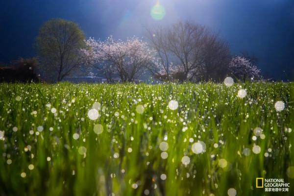 怒放的木裡，美到不真實