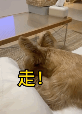 在樹林裡撿到一隻潦草小串串,幾個月後,長成了盛世美顏 在樹林裡撿到一隻潦草小串串,幾個月後,長成了盛世美顏