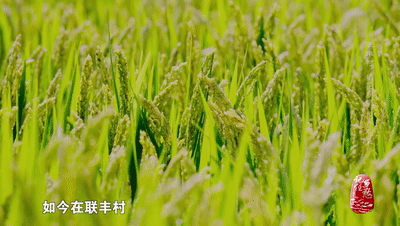 守著稻田住在花園，還有國家級非物質文化遺產&srarr;