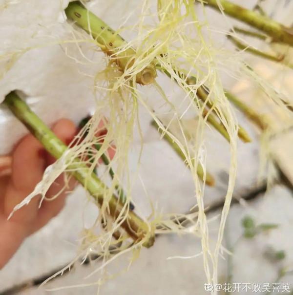 連陰雨天氣，最適合扦插，成活率超高