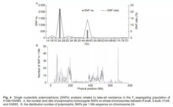 小麥-華山新麥草遠緣雜交後代中抗病基因研究 小麥-華山新麥草遠緣雜交後代中抗病基因研究