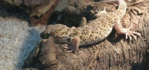 自然科普：名字裡帶個&OpenCurlyDoubleQuote;虎&rdquo;字，卻跟老虎完全沒關係的動物們