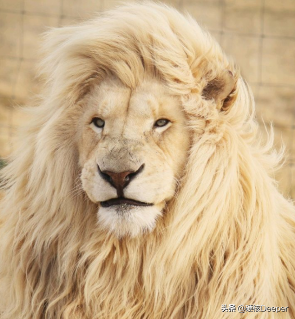 貓科動物誰最能打?在地球野區,顏值即戰鬥力 貓科動物誰最能打?在地球野區,顏值即戰鬥力