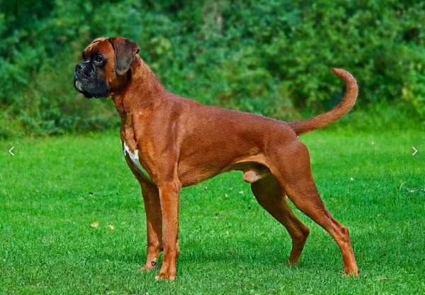 世界上最兇猛的十種狗