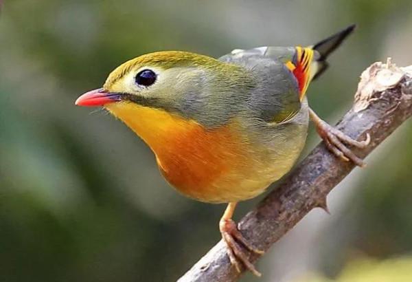 紅色鳥的圖片 紅色鳥的圖片