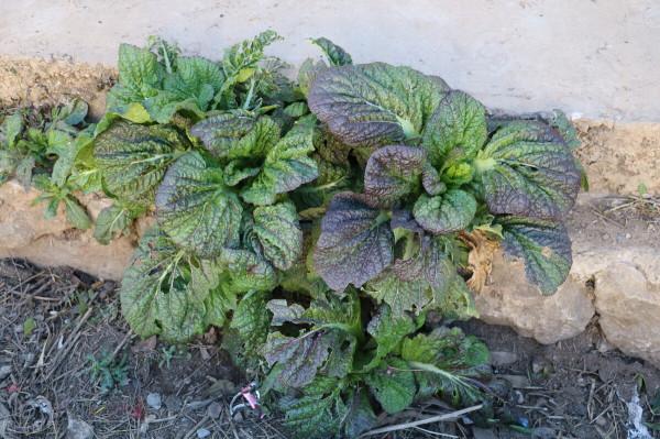 霜降時節,有四種耐寒菜可種,抓住了秋尾巴,一冬都有新鮮蔬菜吃 霜降時節,有四種耐寒菜可種,抓住了秋尾巴,一冬都有新鮮蔬菜吃