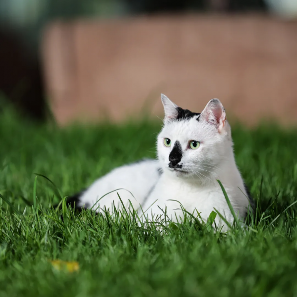 貓館長的人類行為模仿