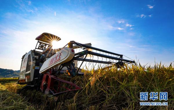 湖北南漳:稻飄香 糧滿倉 看大地滿目金黃 湖北南漳:稻飄香 糧滿倉 看大地滿目金黃