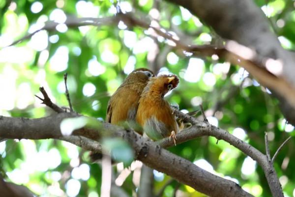 62對愛情鳥大比拼欣賞