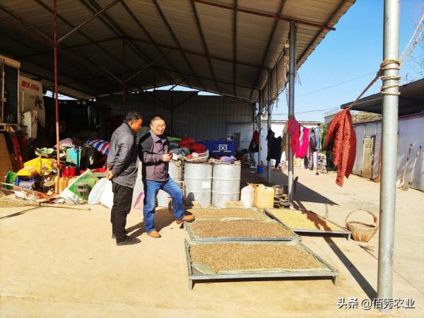 國家加大農業獎補力度，對農民種糧是個好訊息，2022年該如何調整