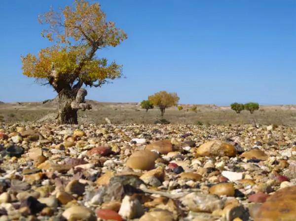 等疫情結束後，我們去撿石頭吧