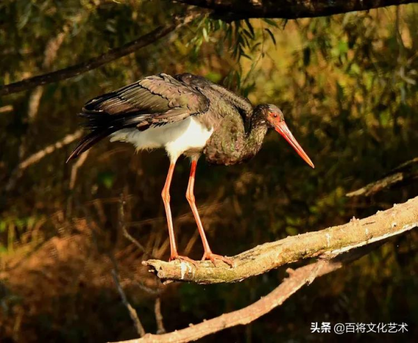 「百將文化」徐永新攝影 | 國家一級保護動物 「百將文化」徐永新攝影 | 國家一級保護動物