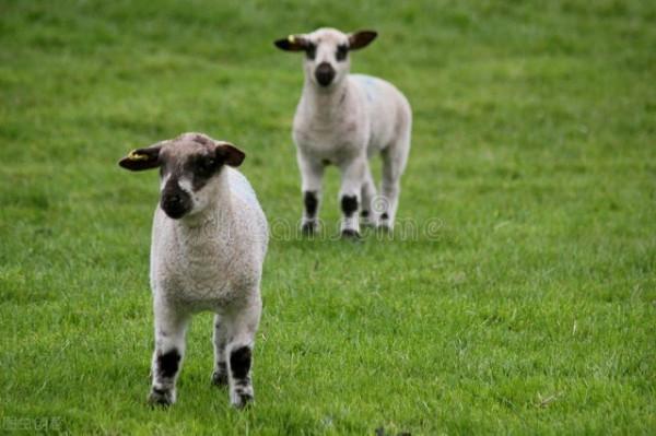 位於十二生肖第八位《羊》的故事和傳說