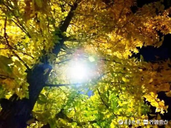 銀杏樹葉黃，斑斕夜色美