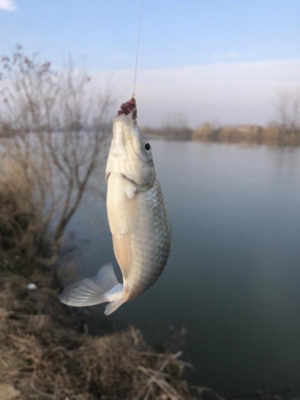首次體驗冰窟釣魚，收竿時魚口還是那麼暴躁