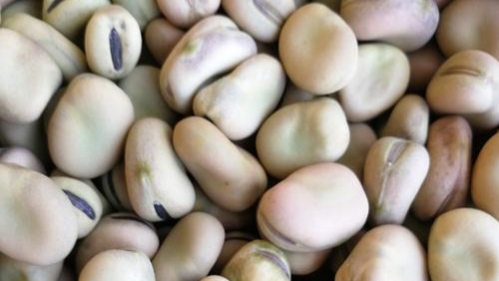 用豆腥味很重的胡豆粉釣鯽魚,是老祖宗傳下來的一絕 用豆腥味很重的胡豆粉釣鯽魚,是老祖宗傳下來的一絕