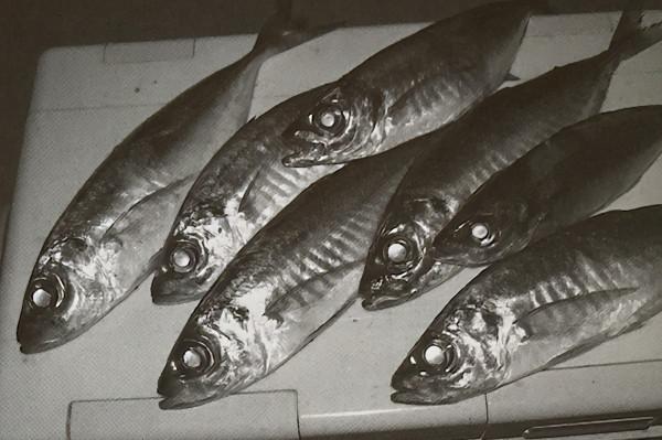 竹莢魚釣法 日本一年吃幾億條 日本專業海釣入門防波堤釣書籍