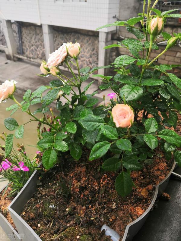 這6種花，栽到院裡不用管，年年到時間就開花