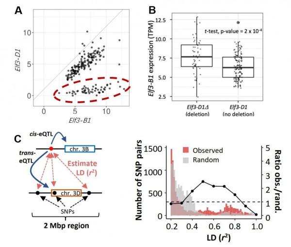 一作解讀 &vert; NC：部分同源基因表達量失調影響多倍體小麥農藝性狀