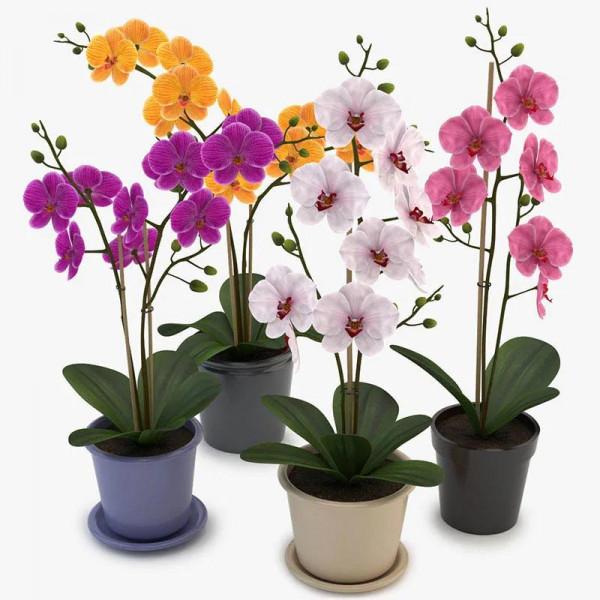 漂亮的蝴蝶蘭大全，顏色各異、姿態萬千