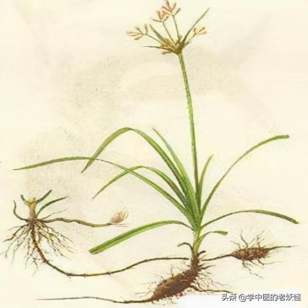 每天學習一味中藥——香附 每天學習一味中藥——香附